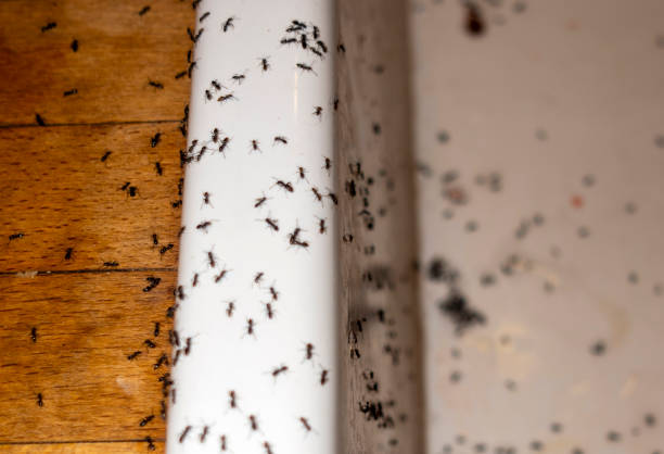 Pest Control Cost in Grafton, OH