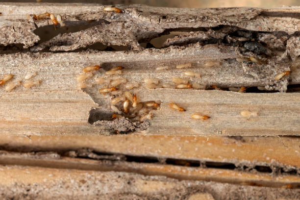 Best Pest Removal Services  in Grafton, OH